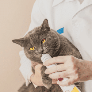 Essentials of Veterinary Pharmacy