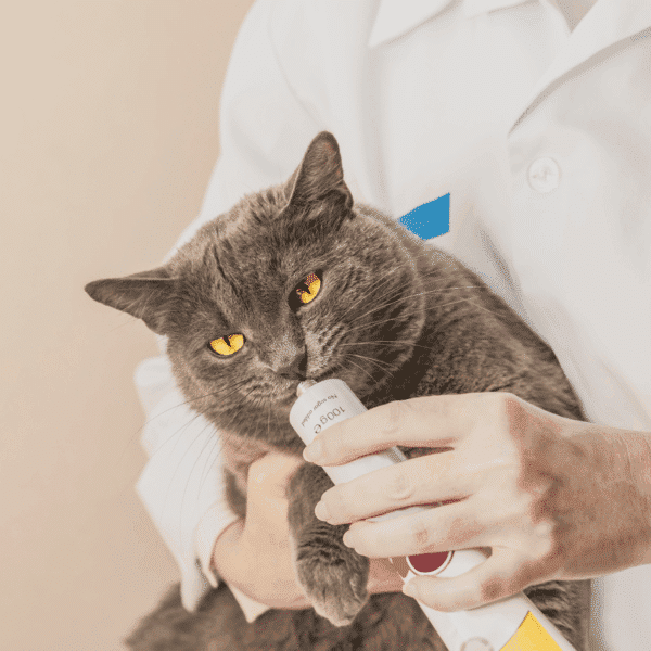 Essentials of Veterinary Pharmacy