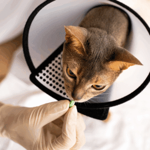 Veterinary Compounding Specialty Certificate